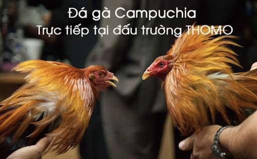 xem-da-ga-truyen-hinh-truc-tiep-tai-nha-cai-qh88