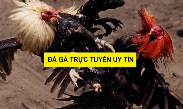 luat-choi-da-ga-qh99