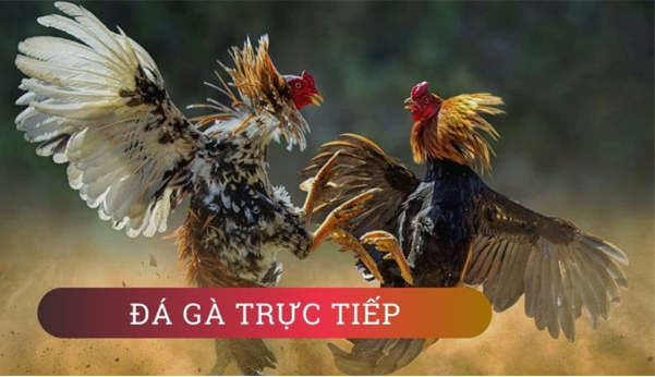 sanh-cuoc-da-ga-qh99