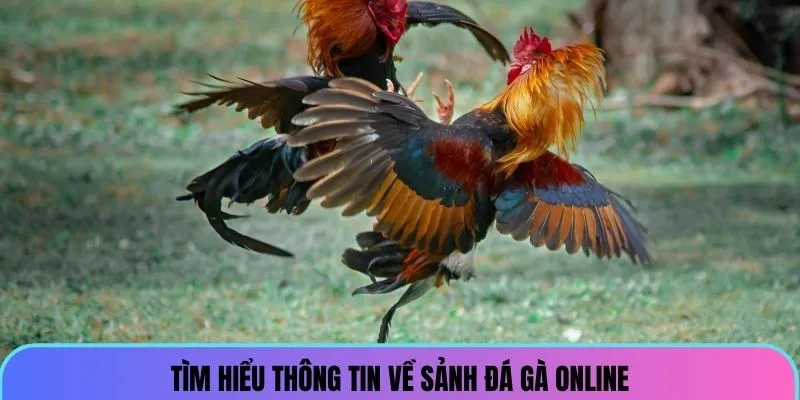 Đá Gà VZ99 - Trực Tiếp Cá Cược Chọi Kê Kịch Tính, Hấp Dẫn 1 da-ga-vz99-gioi-thieu_6_11zon